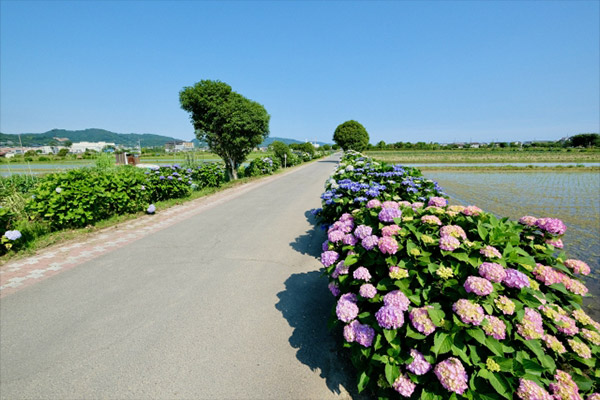 あじさいの里