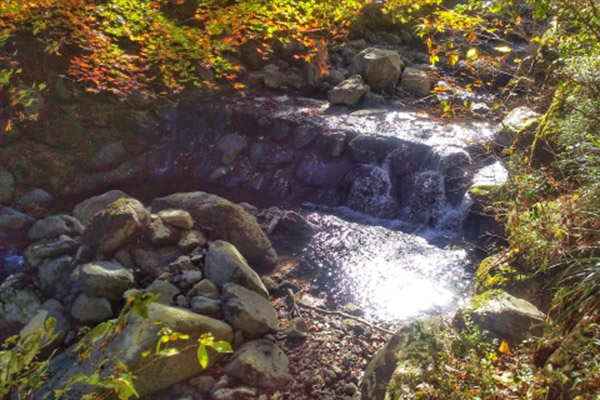 足柄森林公園　丸太の森